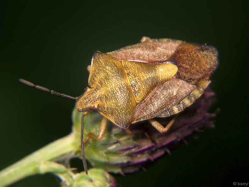 Carpocoris purpureipennis (De Geer, 1773)